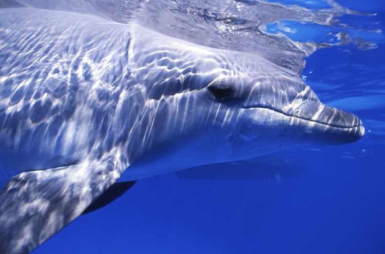 DIVING;UNDERWATER;cayman island;dolphins;F885_FACTOR_11B 2